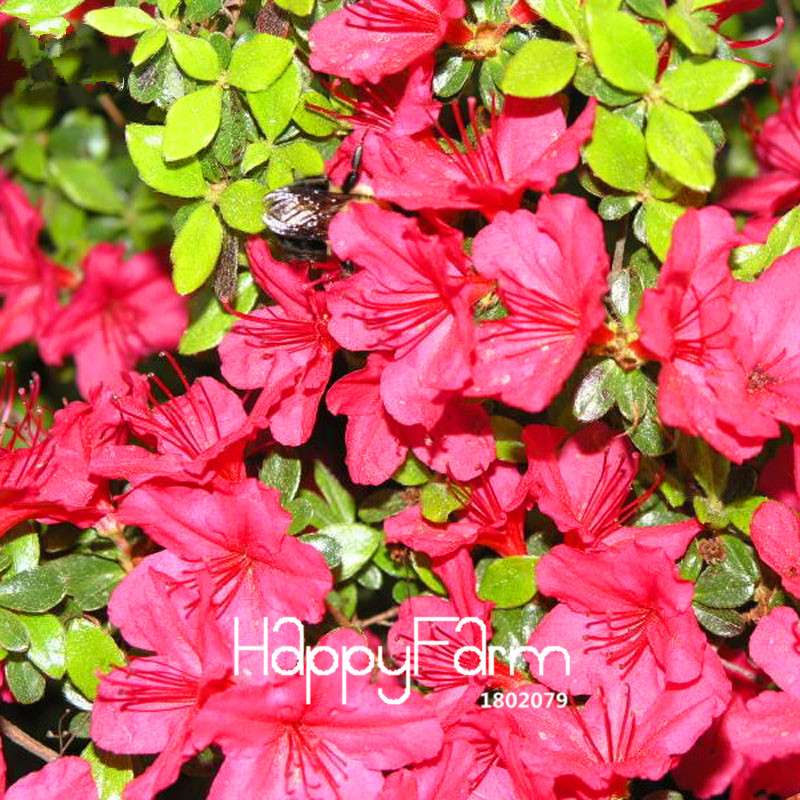 Azalea Flower Seeds - Vibrant Indoor Bonsai Plants for Home & Garden | Easy to Grow