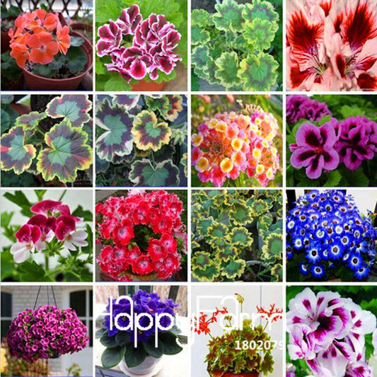 Buy Purple Univalve Geranium Seeds - Perennial Flower Seeds for Indoor Planting | Fast Shipping
