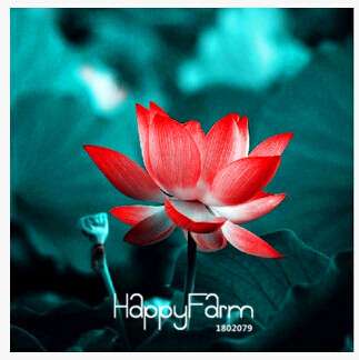 Affordable Water Lily Seeds for Bonsai & Balcony - Easy-Grow Potted Flowers