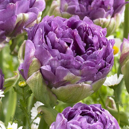 Rare Double Tulip Bulbs (Not Seeds) - 24 Colors, Fresh Flower Bulbs for Planting - Fast Shipping