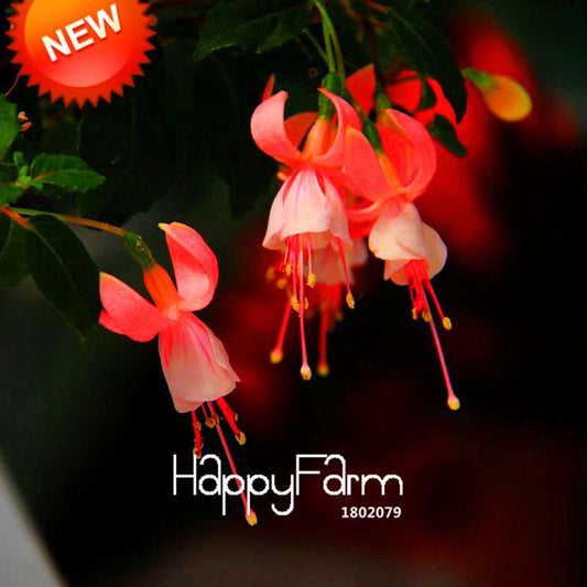 Red Fuchsia Seeds - Vibrant Hanging Potted Flowers for Home & Garden