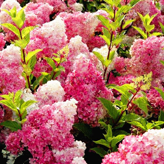 Vanilla Strawberry Hydrangea Seeds - Perennial Flowers for Wedding, Party & Garden Decor