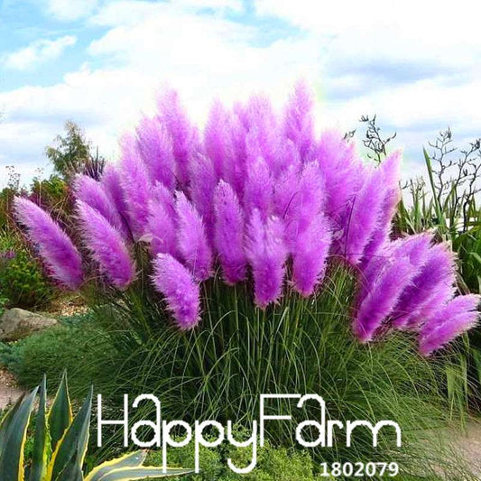 Pampas Grass Seeds - Cortaderia Selloana for Patio, Garden & Pots, Ornamental Flowering Plant