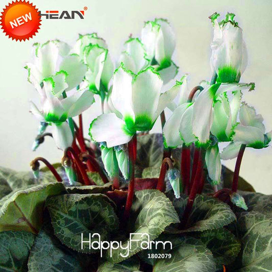 Cyclamen Seeds - Green Edge White Perennial Flowering Plants | Fast-Growing & Easy Care