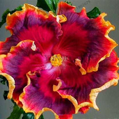 24-Color Giant Dinnerplate Hibiscus Seeds - Perennial Flower for Home, Bonsai & Garden Planting