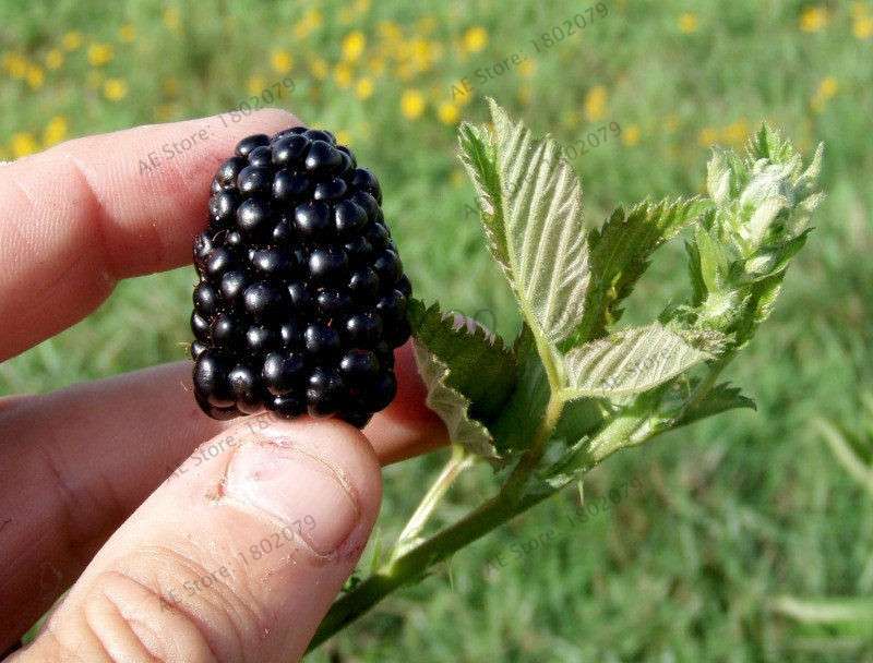Sweet Giant Blackberry Seeds - Heirloom, Non-GMO, Triple Crown Variety - Grow Juicy Blackberries at Home