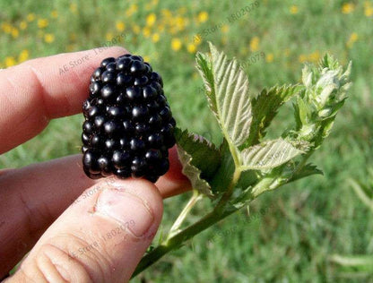 Sweet Giant Blackberry Seeds - Heirloom, Non-GMO, Triple Crown Variety - Grow Juicy Blackberries at Home