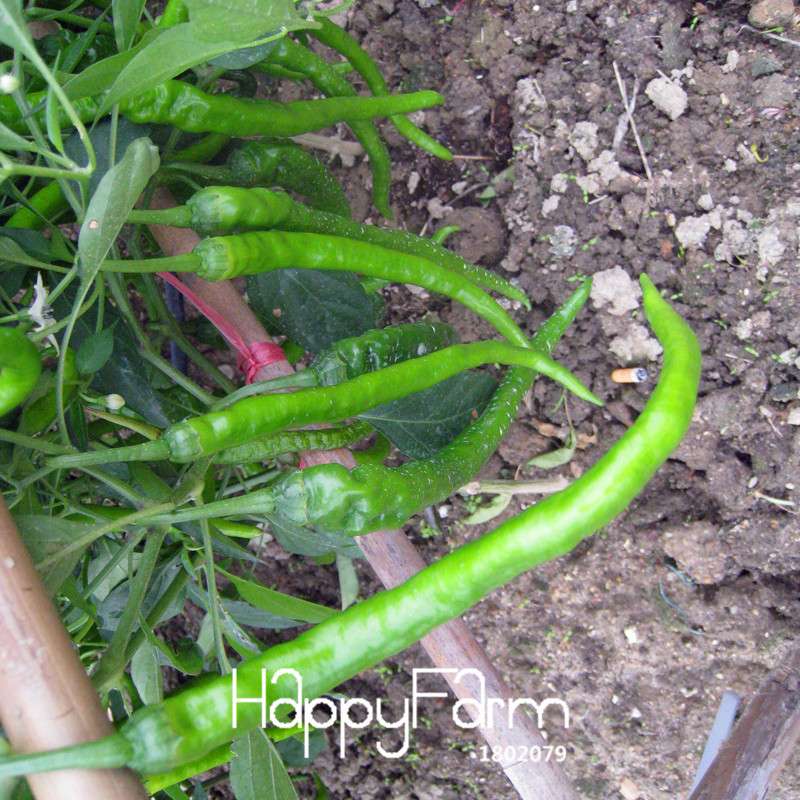 Long Red Chili Pepper Seeds - Organic, Healthy, Non-GMO for Garden & Pots - Hot Pepper Seeds for Home Planting
