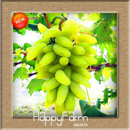 Grape Seeds - 12 Varieties, Sweet Kyoho, Natural Growth for Home Gardening | Premium Fruit Seeds