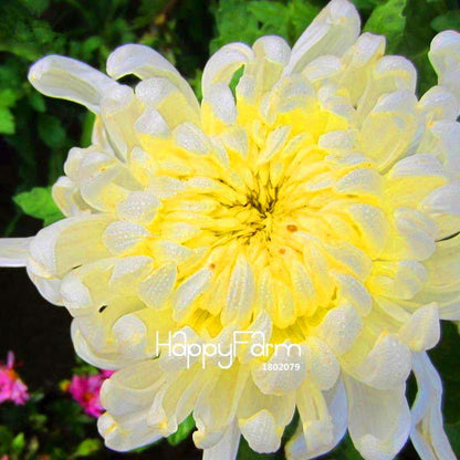 Fragrant Chrysanthemum Seeds - Colorful Bonsai Flower Seeds for Home Garden Planting