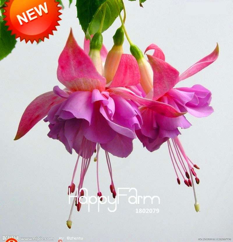 Purple Double Petals Fuchsia Seeds - Vibrant Hanging Flowers for Pots, Easy to Grow