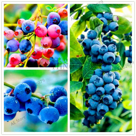 Blueberry Seeds for Planting - Grow Bonsai Fruit Potted Plants at Home & Garden, Easy to Grow