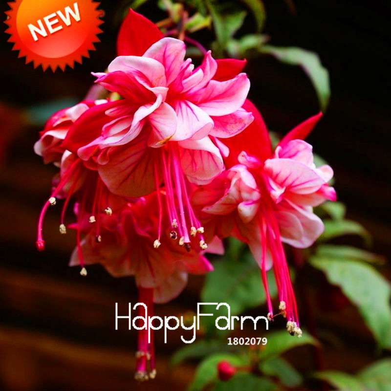 Multicolor Fuchsia Flower Seeds - Double Petals, Pink Hanging Plants for Pots