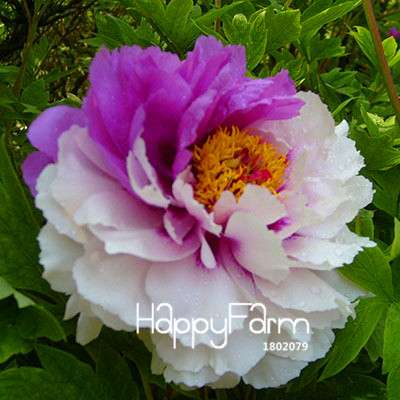 Yellow Peony Seeds for Planting - Potted Bonsai Flower Seeds for Home Garden
