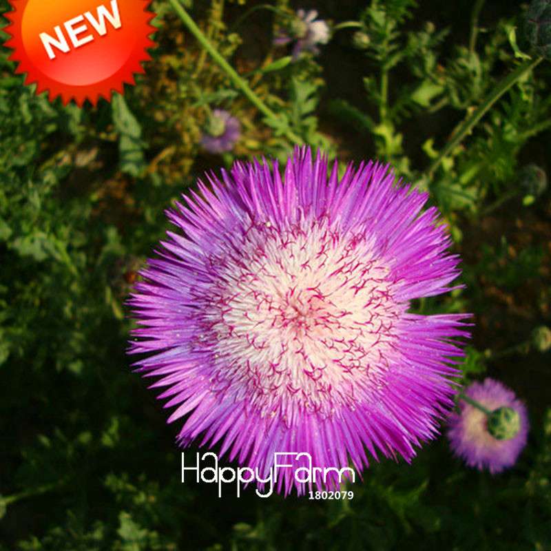 Buy Purple Cornflower Seeds - Scented Centaurea Cyanus for Balcony & Potted Plants | Fast US Shipping