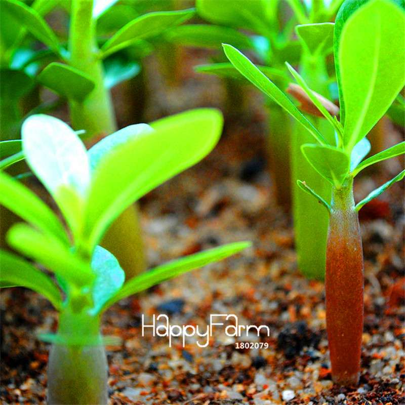 Pink Desert Rose Seeds - Exotic Adenium Flower Seeds for Balcony & Potted Plants | Unique Ornamental Blooms