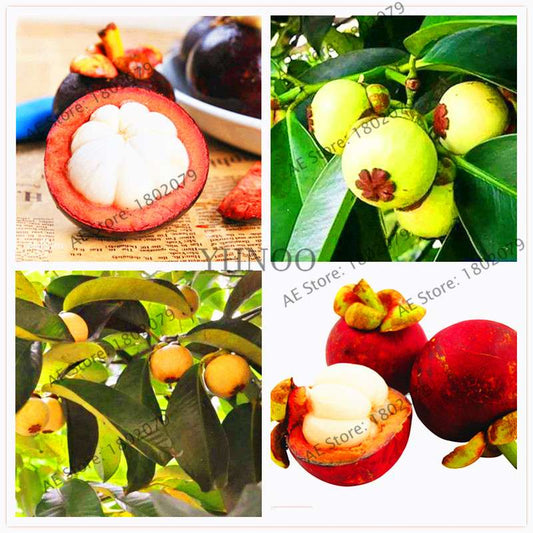 Red Mangosteen Seeds - Tropical Fruit Bonsai, Natural Anticancer Queen, Easy Grow