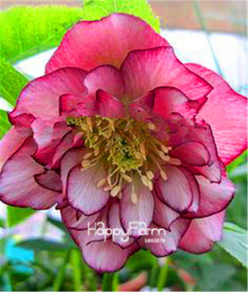 Helleborus Seeds for Bonsai - Grow Exotic Japanese Flowers at Home | DIY Garden Kit