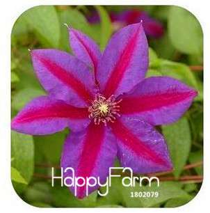 Buy Vine Clematis Seeds - Potted Garden Flowers for Home & Outdoor Planting | Fast Shipping