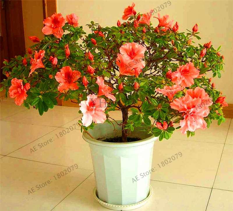 Rare Azalea Bonsai Seeds - DIY Home Garden Plants, Sakura-Like Blooms - Grow Japanese Cherry Flowers