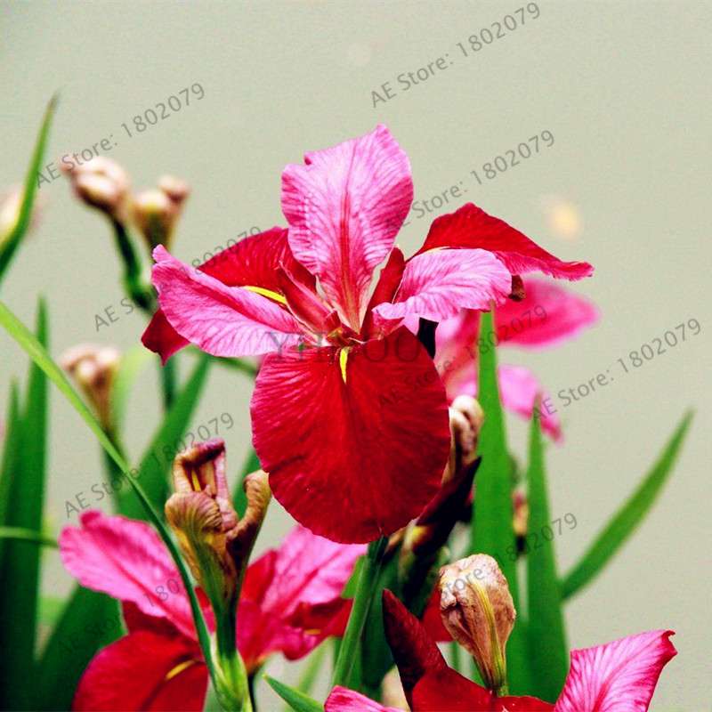Mixed Color Bearded Iris Seeds - Rare Orchid-Like Flowers for Garden Planting, DIY Home Gardening