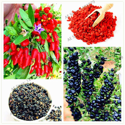 Organic Goji Berry Seeds - Non-GMO Heirloom Wolfberry for Home Garden Planting DIY