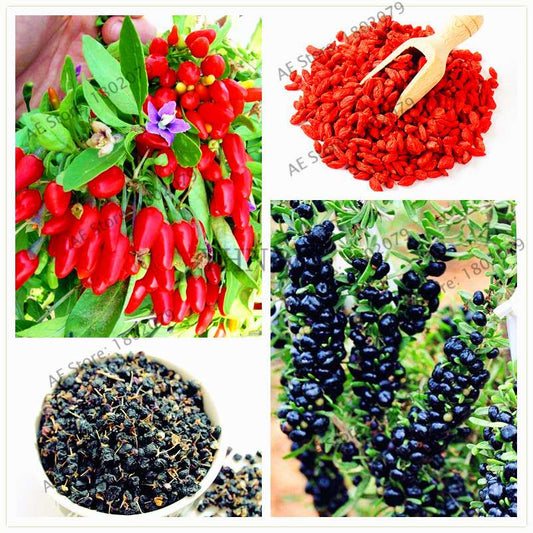 Organic Goji Berry Seeds - Non-GMO Heirloom Wolfberry for Home Garden Planting DIY