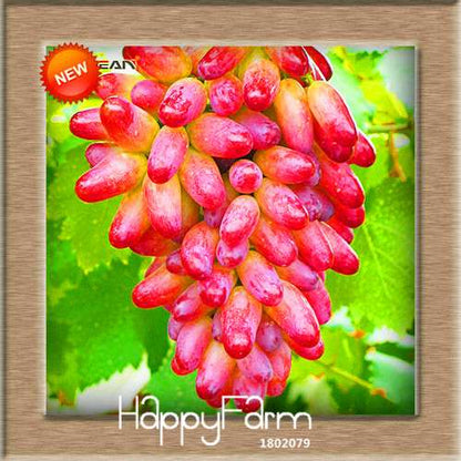 Grape Seeds - 12 Varieties, Sweet Kyoho, Natural Growth for Home Gardening | Premium Fruit Seeds