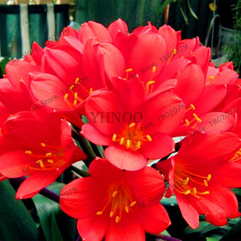 Chinese Clivia Seeds - Exotic Bonsai Flower for Home & Garden | Fast-Growing, Beautiful Blooms