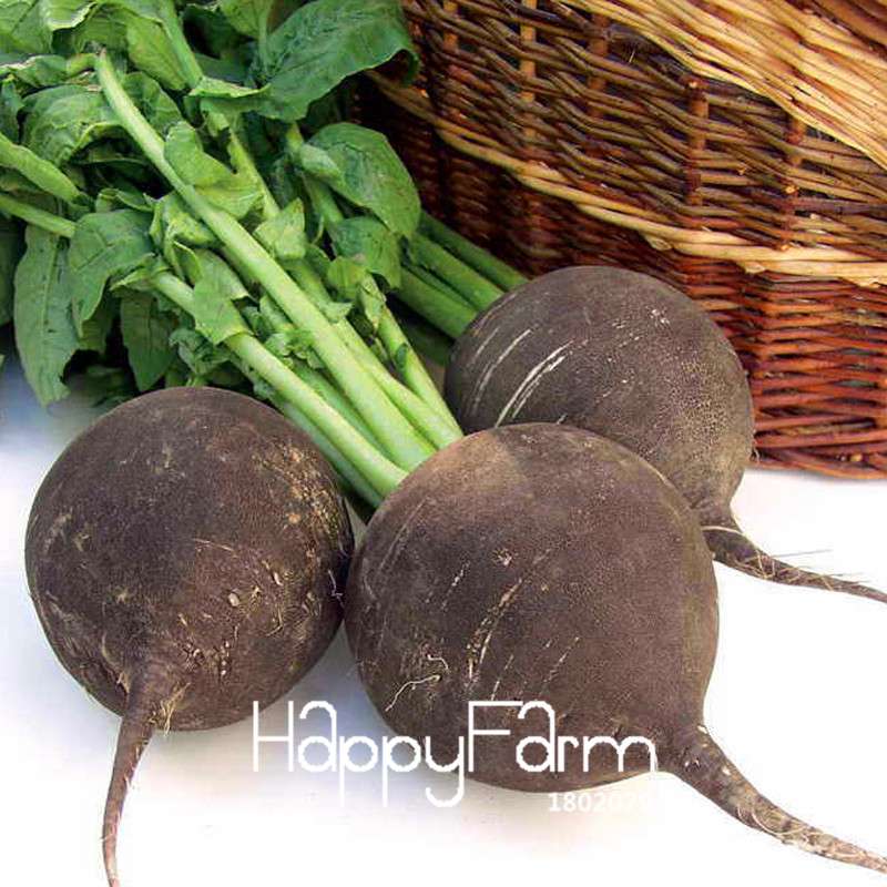 Organic Black Spanish Round Radish Seeds - Non-GMO, Heirloom Garden Vegetable Seeds for Planting
