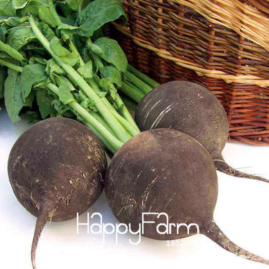 Organic Black Spanish Round Radish Seeds - Non-GMO, Heirloom Garden Vegetable Seeds for Planting