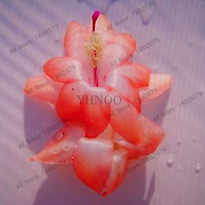 Mixed Color Christmas Cactus Seeds - Schlumbergera Bonsai Plant for Home & Garden Planting