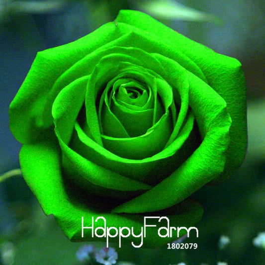 Golden Rose Seeds - Strong Fragrant Chinese Green Rose for Garden