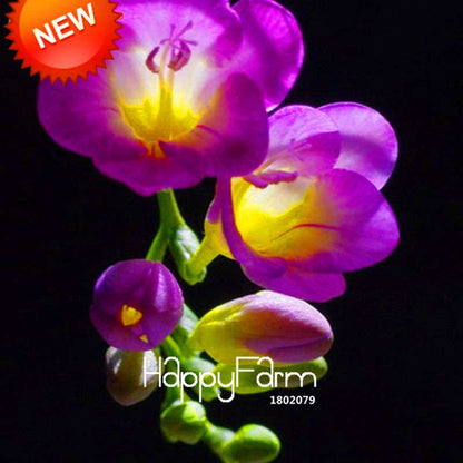 Freesia Seeds - Fragrant, Colorful Flowers for Your Garden | Easy to Grow