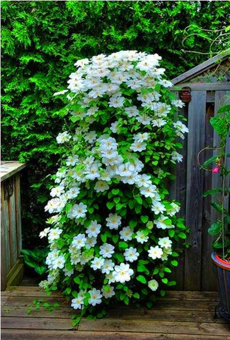 Mixed Clematis Seeds - Easy to Grow Beautiful Bonsai Flowers for Home Garden (Limited Time Offer)