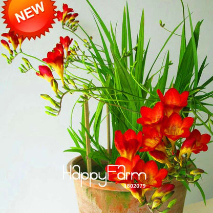 Red Freesia Seeds - Vibrant Potted Orchid Flowers for Home Garden Planting (USA Shipping)