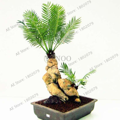 Potted Cycas Seeds - Air Purifying Cycad Tree for Home & Garden - 100% True Seeds