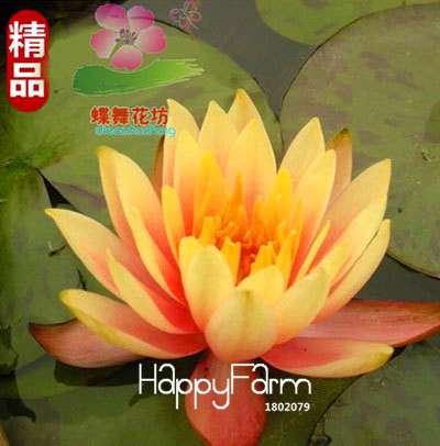 Affordable Water Lily Seeds for Bonsai & Balcony - Easy-Grow Potted Flowers