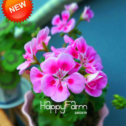 Rare Pink Butterfly Geranium Seeds - Perennial Pelargonium Peltatum for Garden