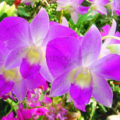 Rare Dendrobium Orchid Seeds - Perennial Indoor & Outdoor Balcony Office Plants