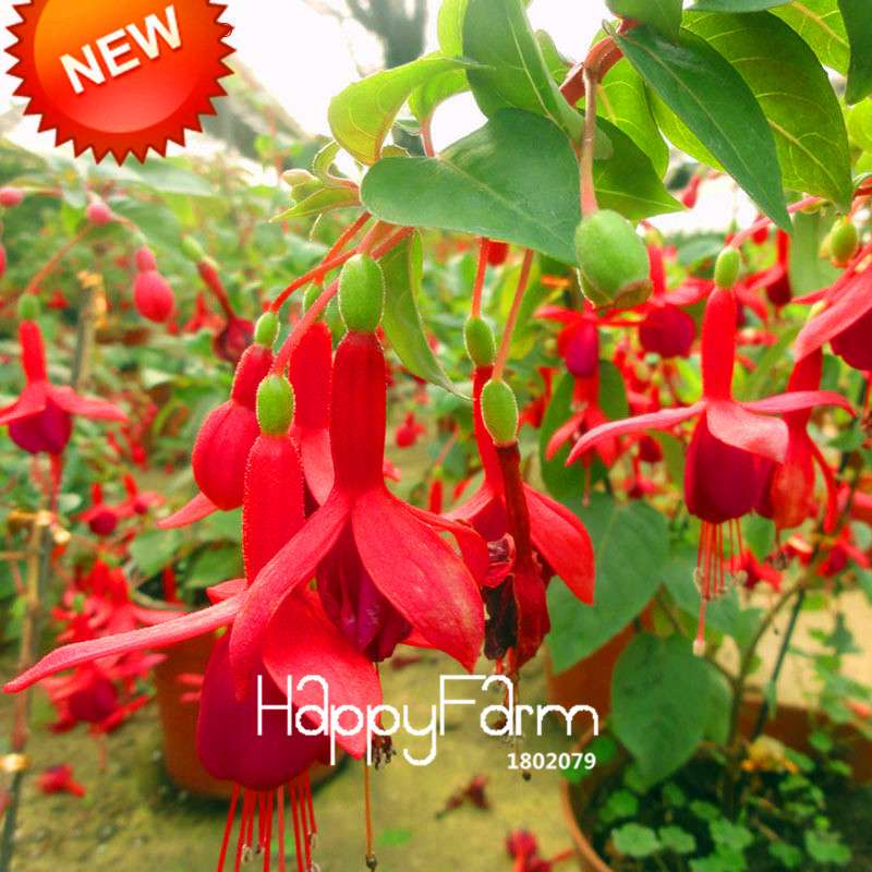 Red Fuchsia Seeds - Vibrant Hanging Potted Flowers for Home & Garden