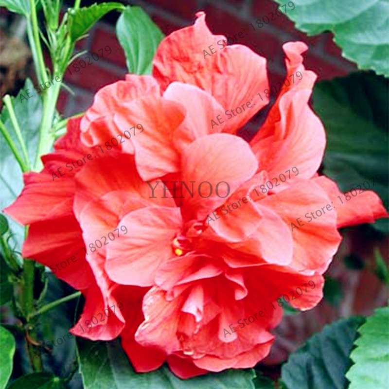 Colorful Bonsai Hibiscus Seeds - Perennial Flower for Home Garden Planting, Hibiscus Mutabilis