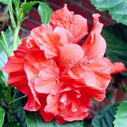 Colorful Bonsai Hibiscus Seeds - Perennial Flower for Home Garden Planting, Hibiscus Mutabilis