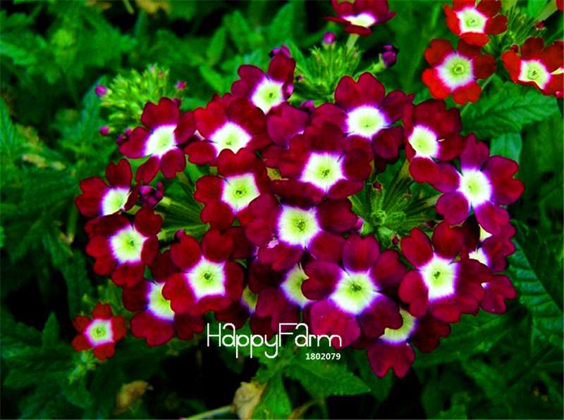 Colorful Verbena Hybrida Seeds - Vibrant Bonsai Flower Seeds for Home Garden Planting