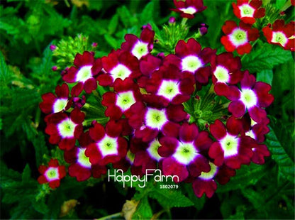 Colorful Verbena Hybrida Seeds - Vibrant Bonsai Flower Seeds for Home Garden Planting