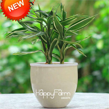 Rare Silver Heart Lucky Bamboo Seeds - Air-Purifying, Anti-Radiation Houseplant for Home & Garden