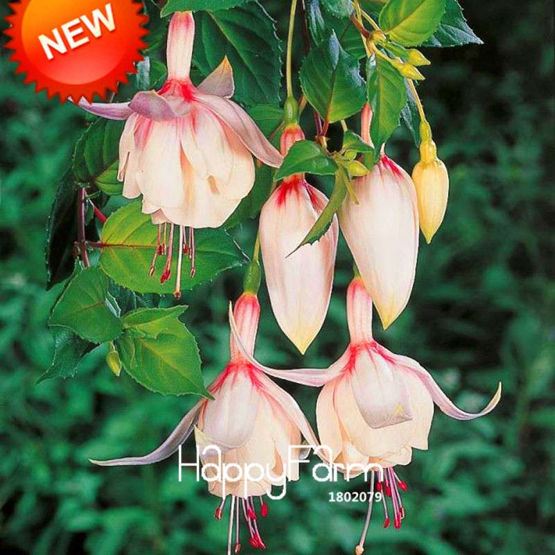 Fuchsia Flower Seeds - Pink Purple Bell Hanging Plants for Pots, Home & Garden