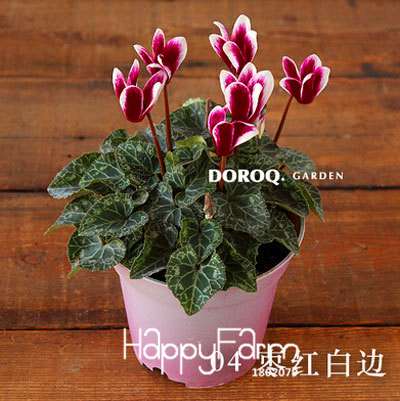 Cyclamen & Primrose Flower Seeds for Planting - Fresh Garden Seedlings