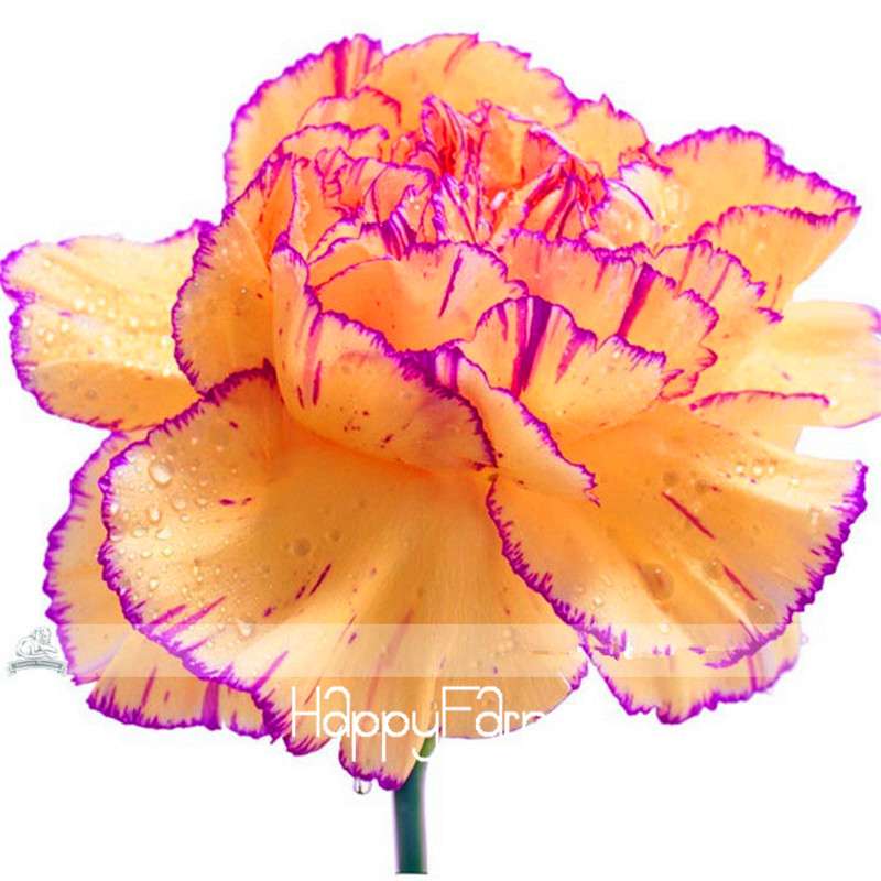 Carnation Seeds - 23 Rare Colors Including Black, Blue & Purple | Dianthus Caryophyllus Pack