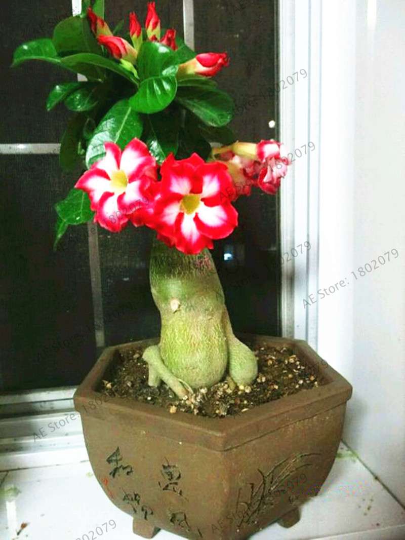 Exotic Mixed Colors Desert Rose Seeds - Fire Red Heart Bonsai, for Home Garden